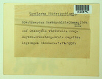 Uromyces pisi-sativi image